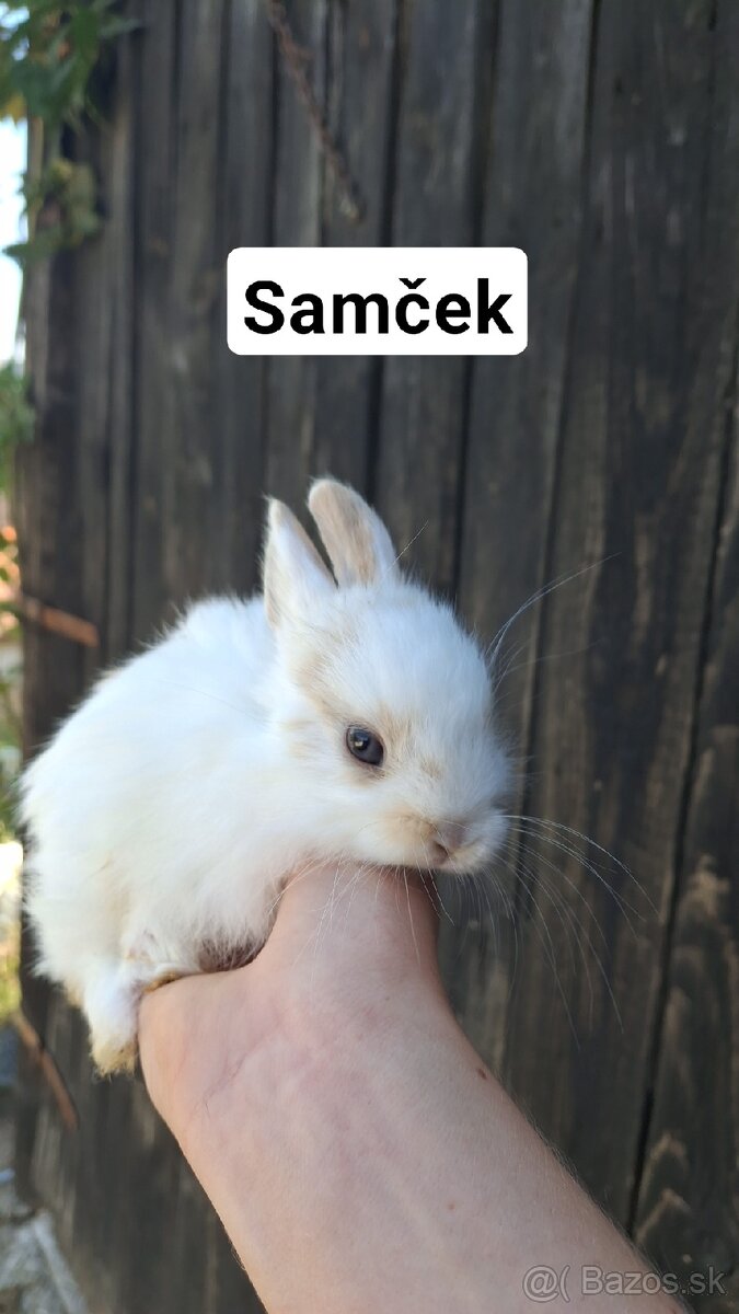 Zakrslé zajačiky - 6