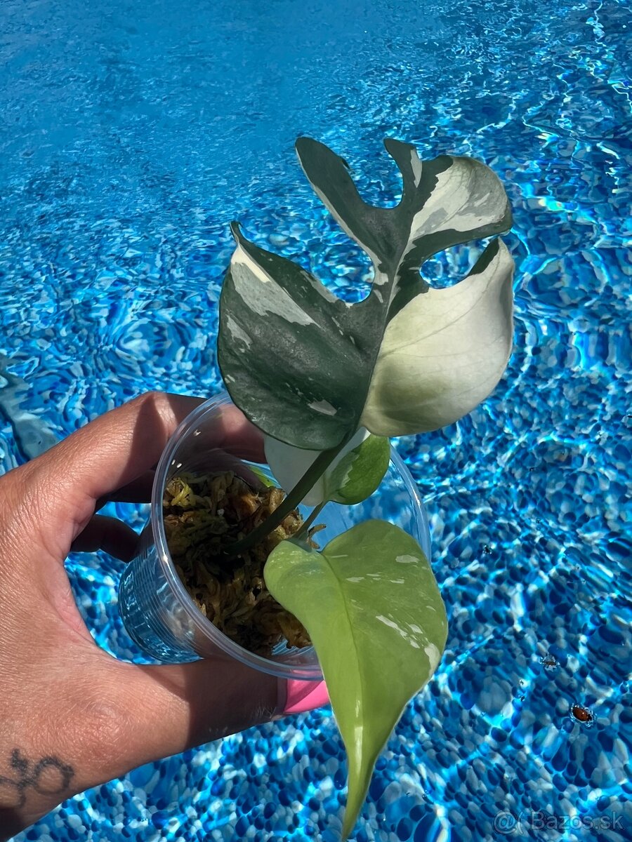 Monstera minima Albo Variegata - 6