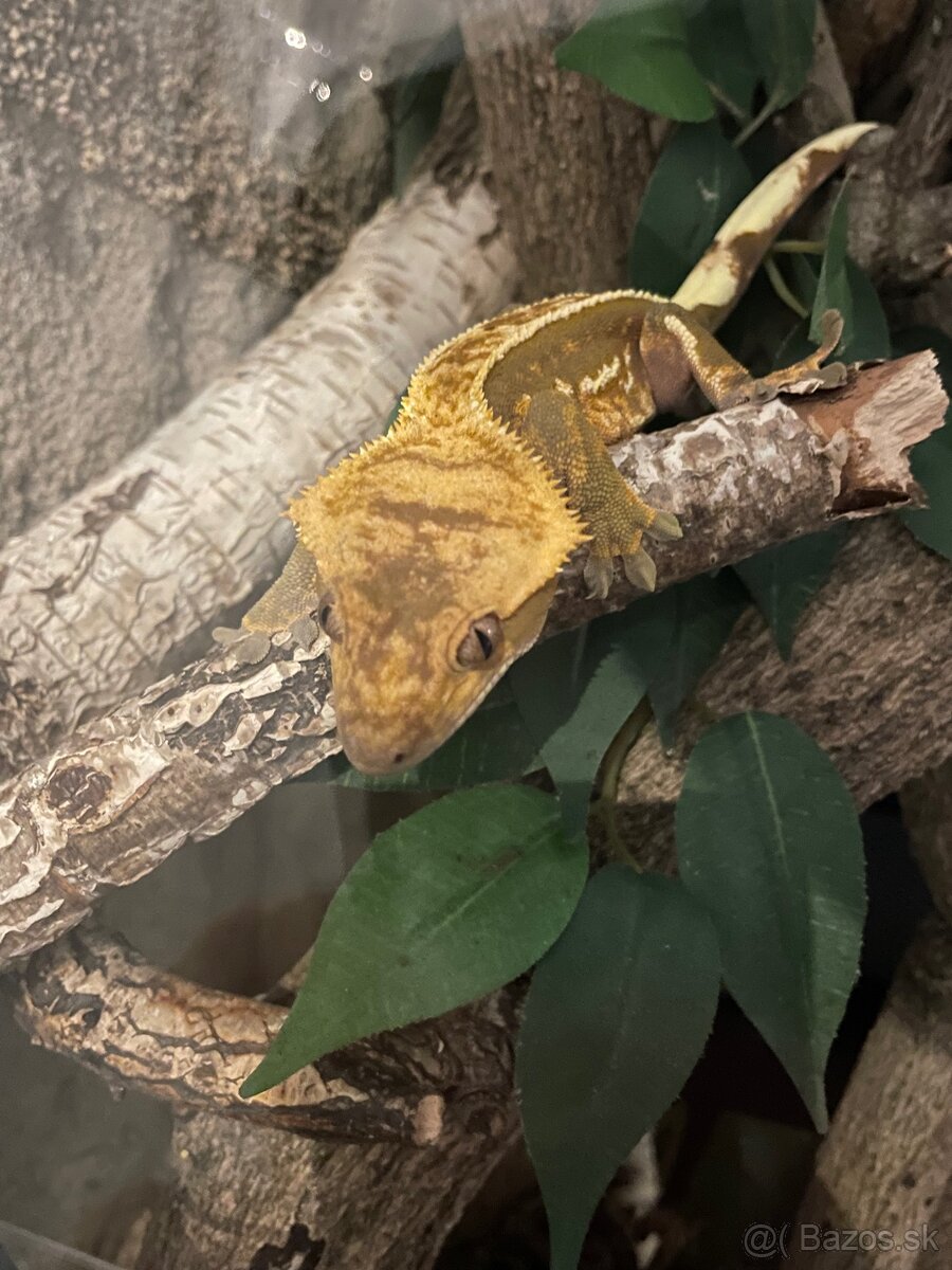 Tri pagekóny riasnaté-samec a dve samičky - 6