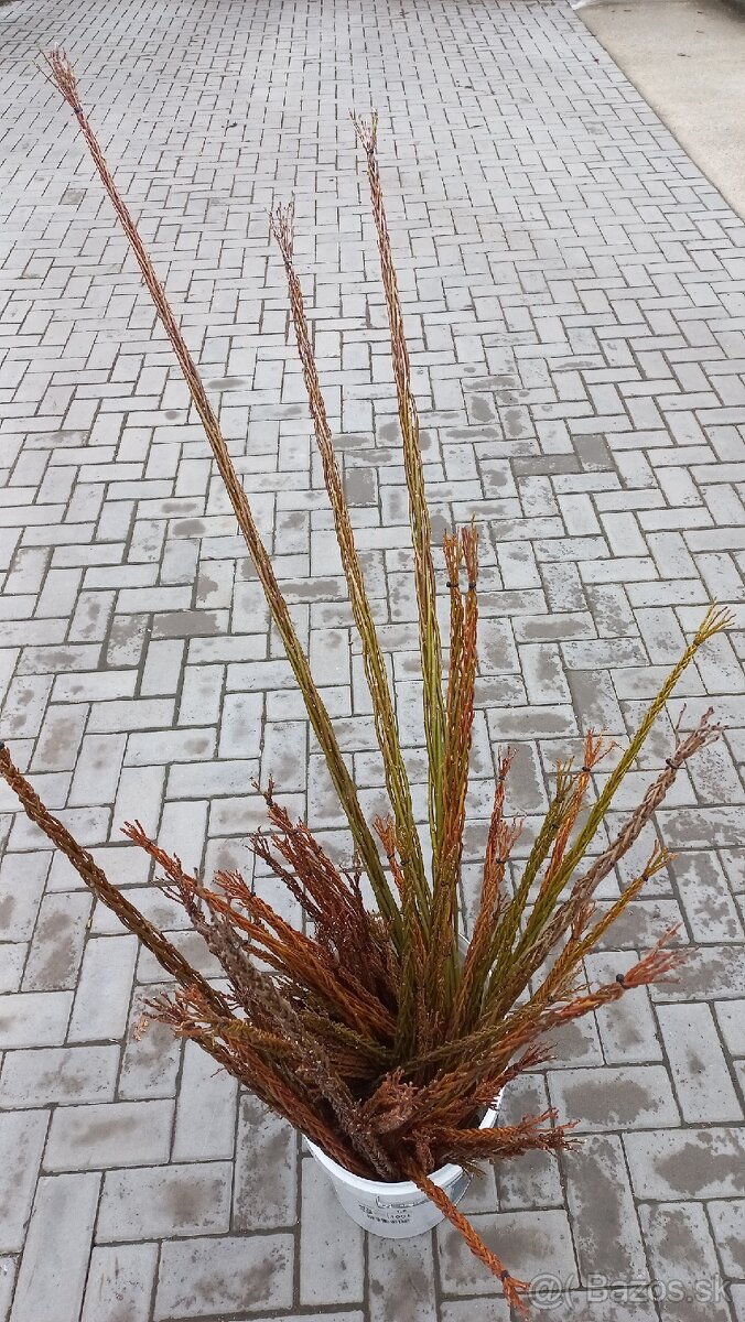 Šibáky , korbače - 6