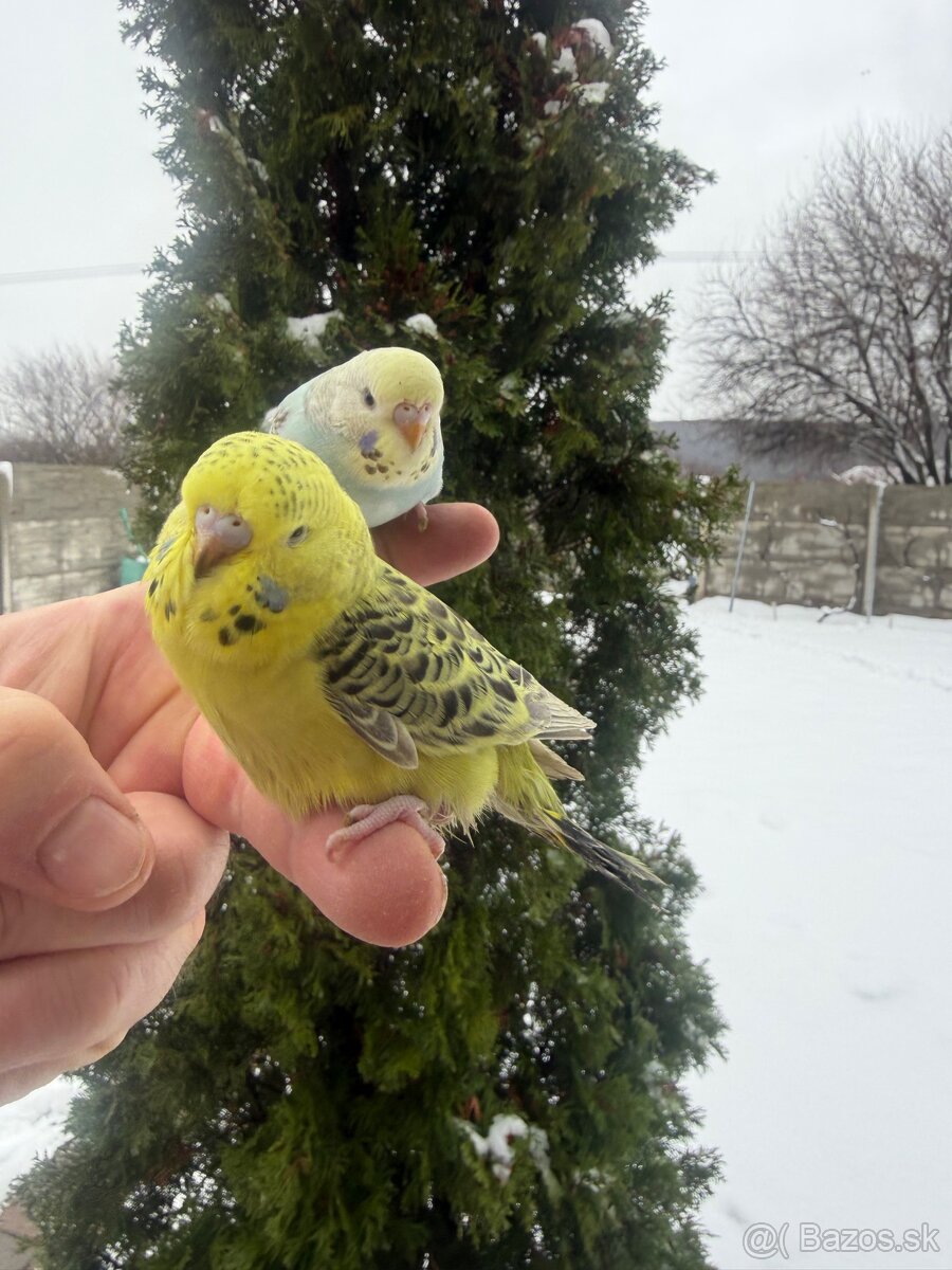 Andulky mlada Maznačik - 6