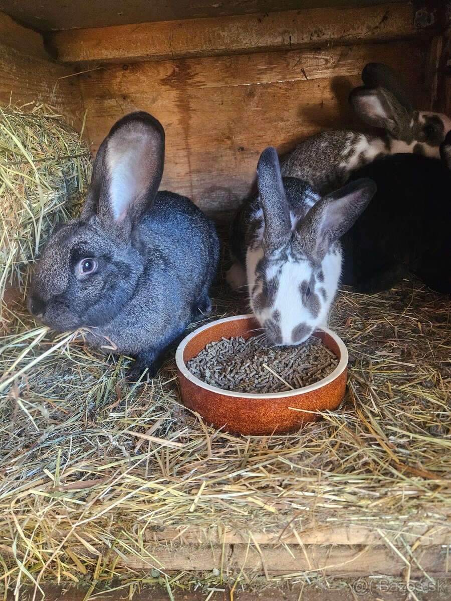 Ponúkam na predaj - 6