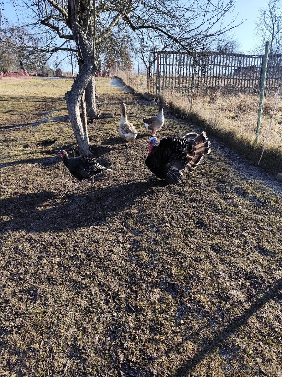 Moriak bronzový - 6