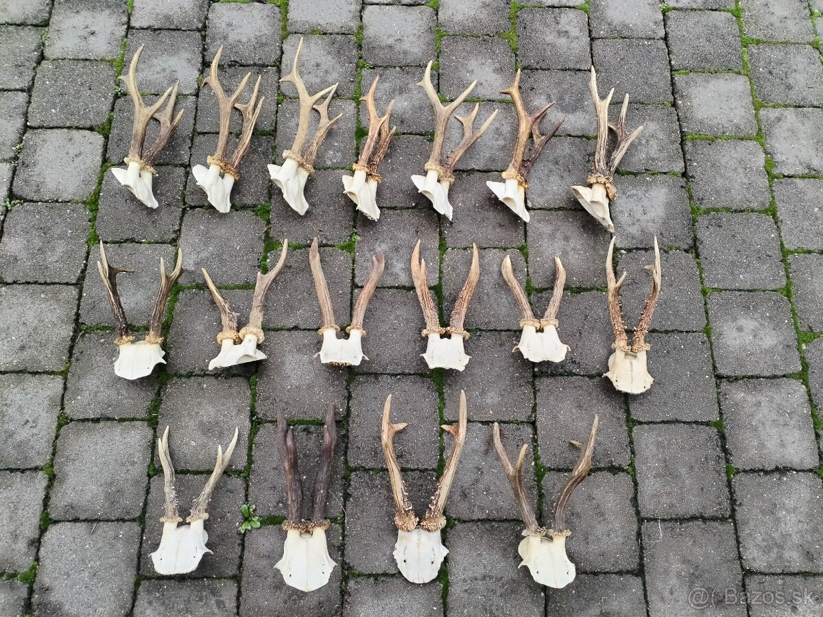 Srnčie trofeje parohy - 6