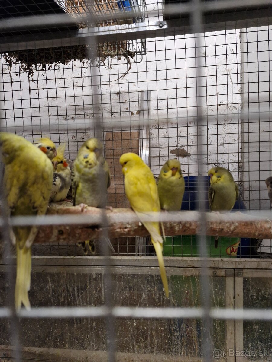 Predám andulky po polovystavnych rodičoch - 6