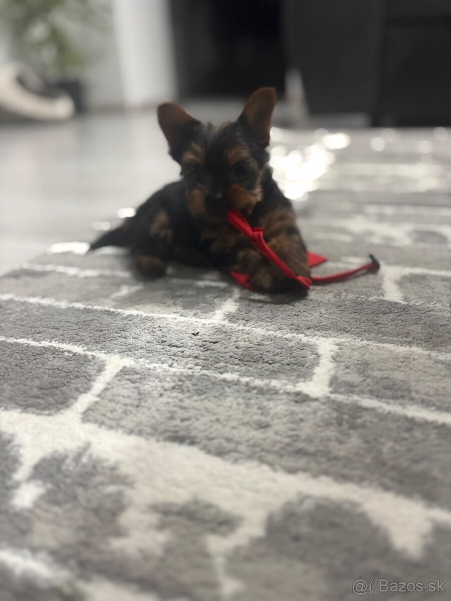 Yorkshirsky terier - 6