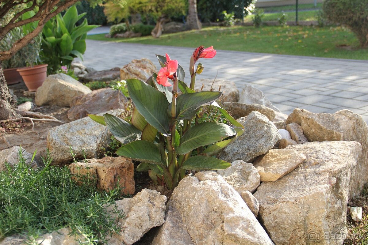 Kana indická - Canna indica - 6