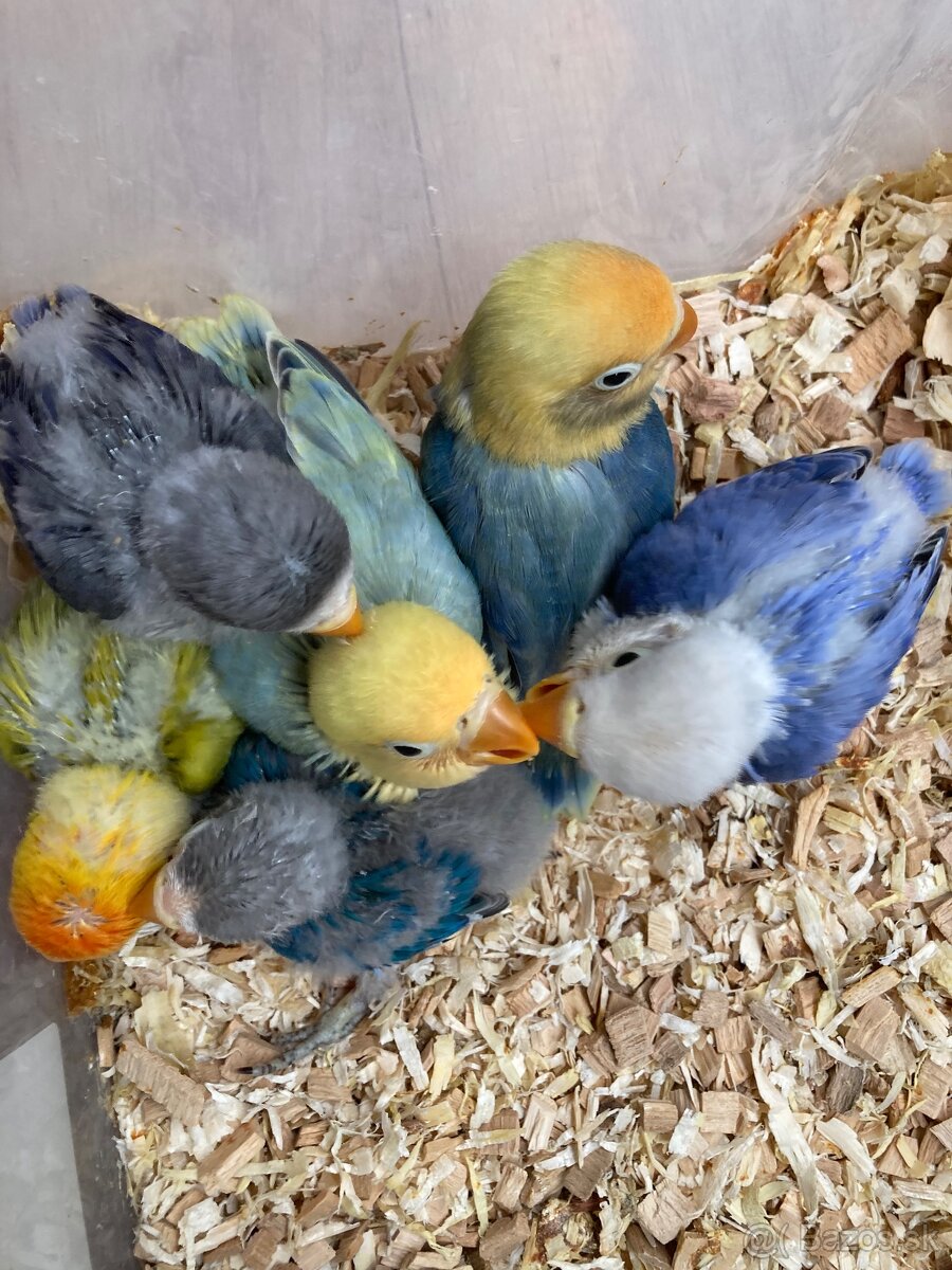 Rucne dokrmovane agapornisy fischer tyrkys opalin euwing - 6