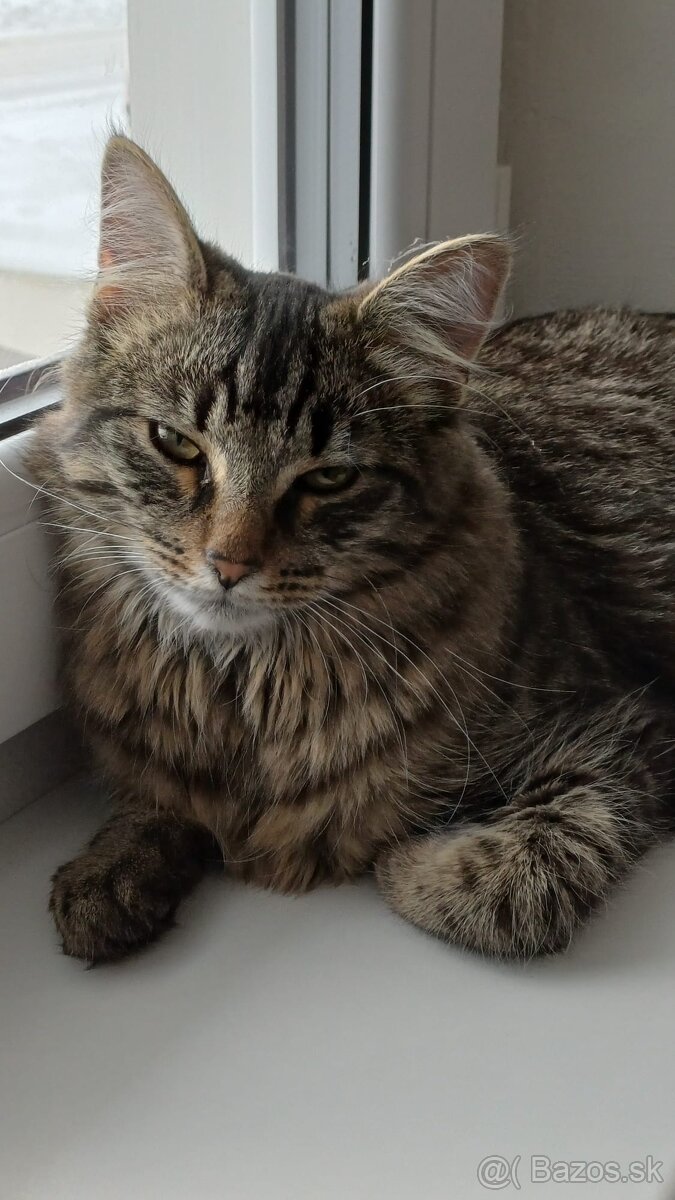 Domáci kocúrik - 6