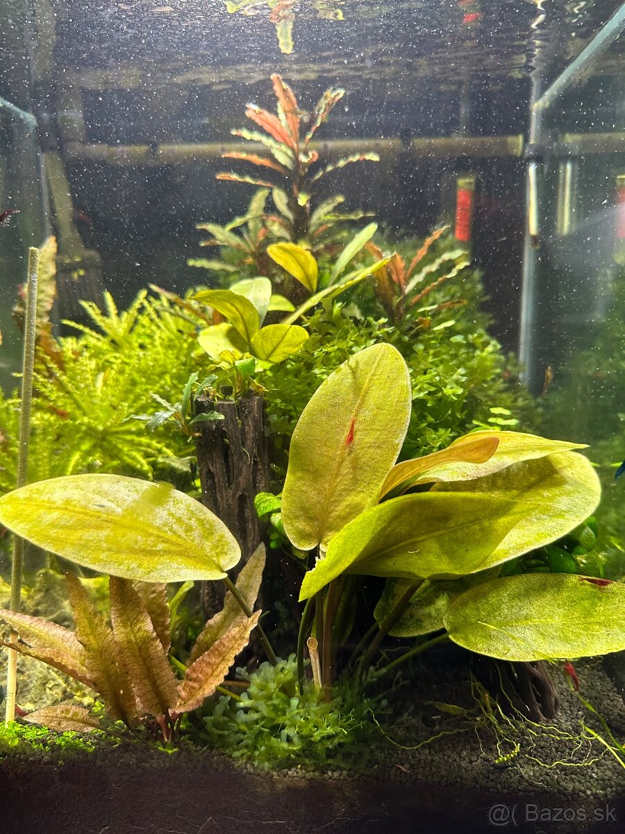 Rastlinky do akva / krevetaria - 6