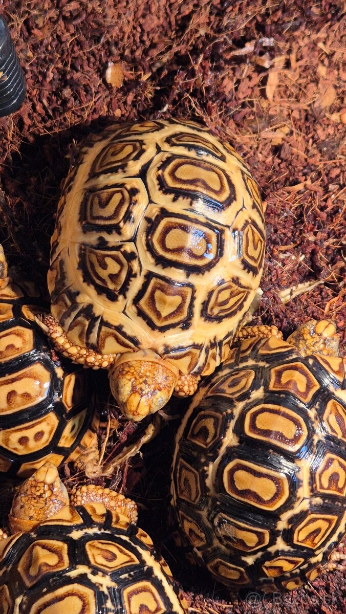 Korytnačka leopardia - 6