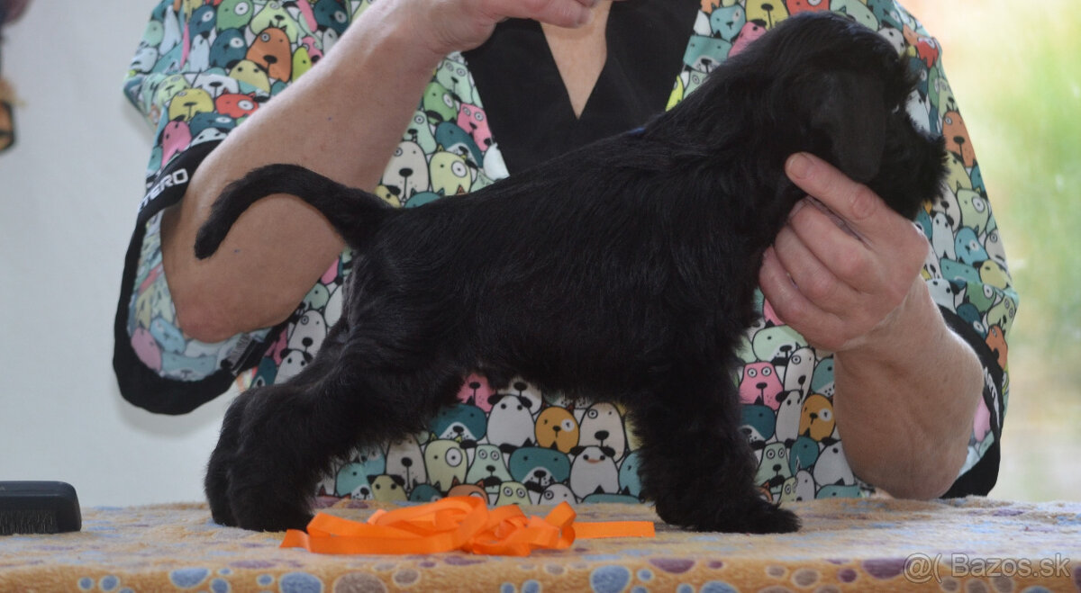 Bradáč malý čierny - šteniatka - 6