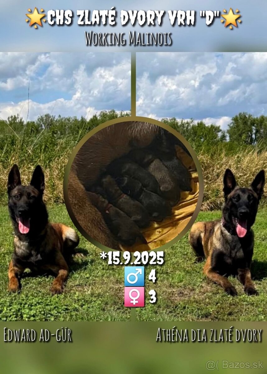 Belgický ovčák Malinois s PP 7.týdnů - 6