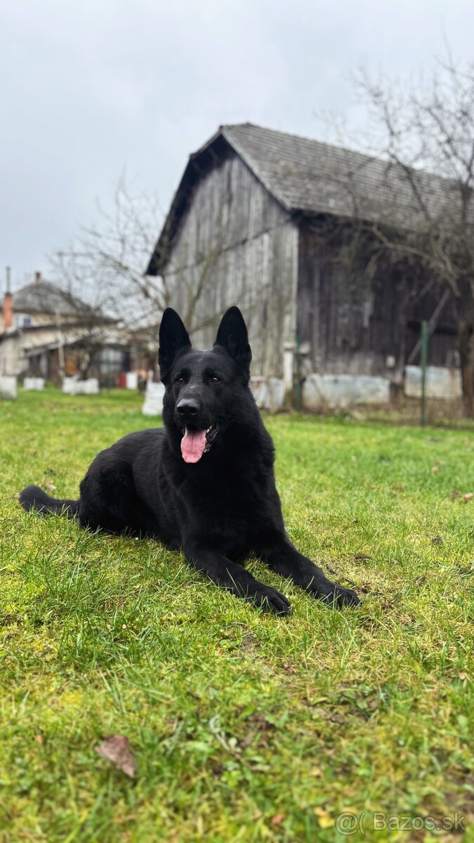 Nemecky ovčiak s PP krytie - 6