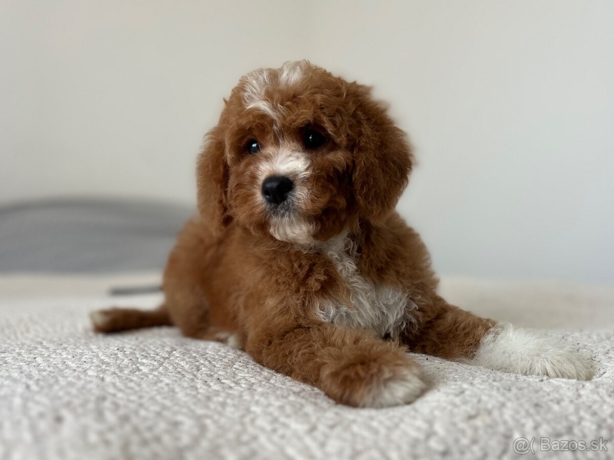 Cavapoo psík - 6