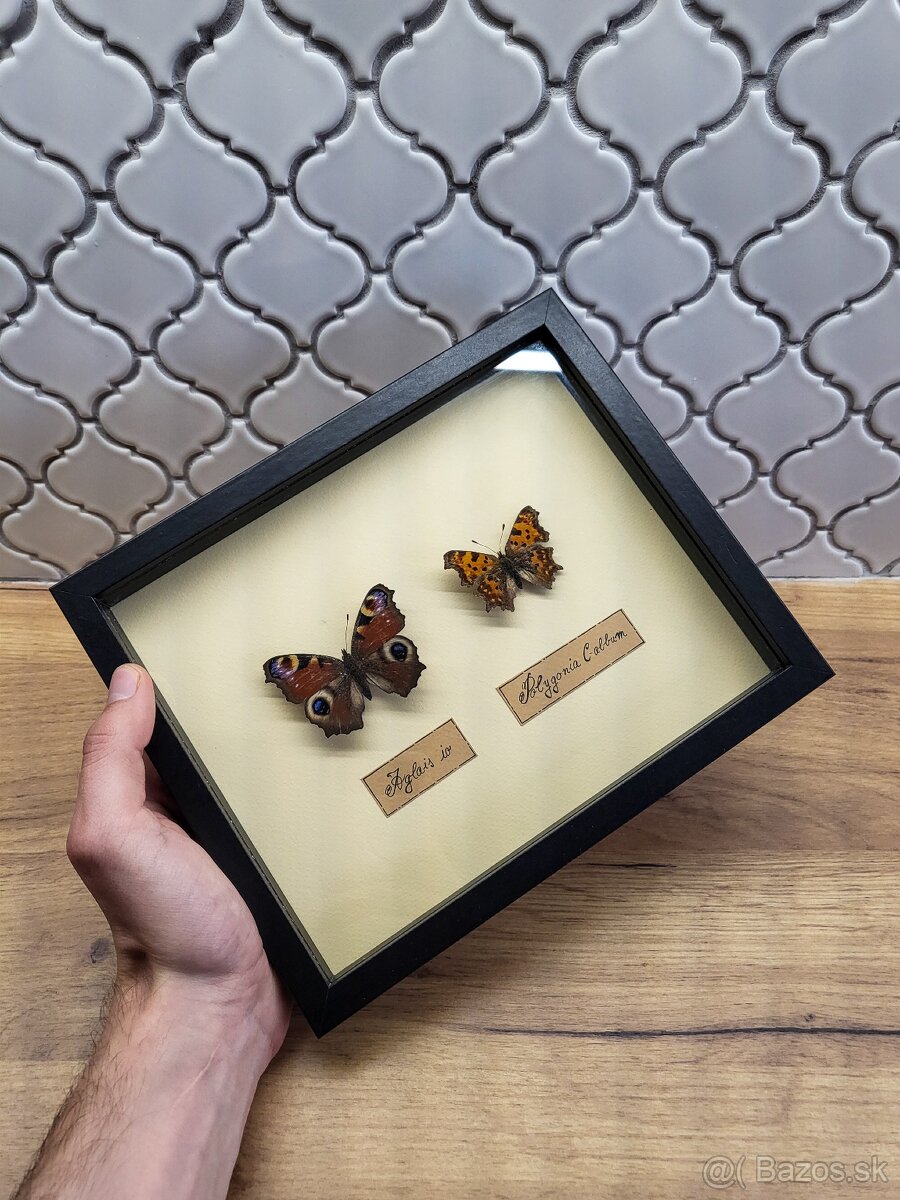 Motýle v ráme - 6
