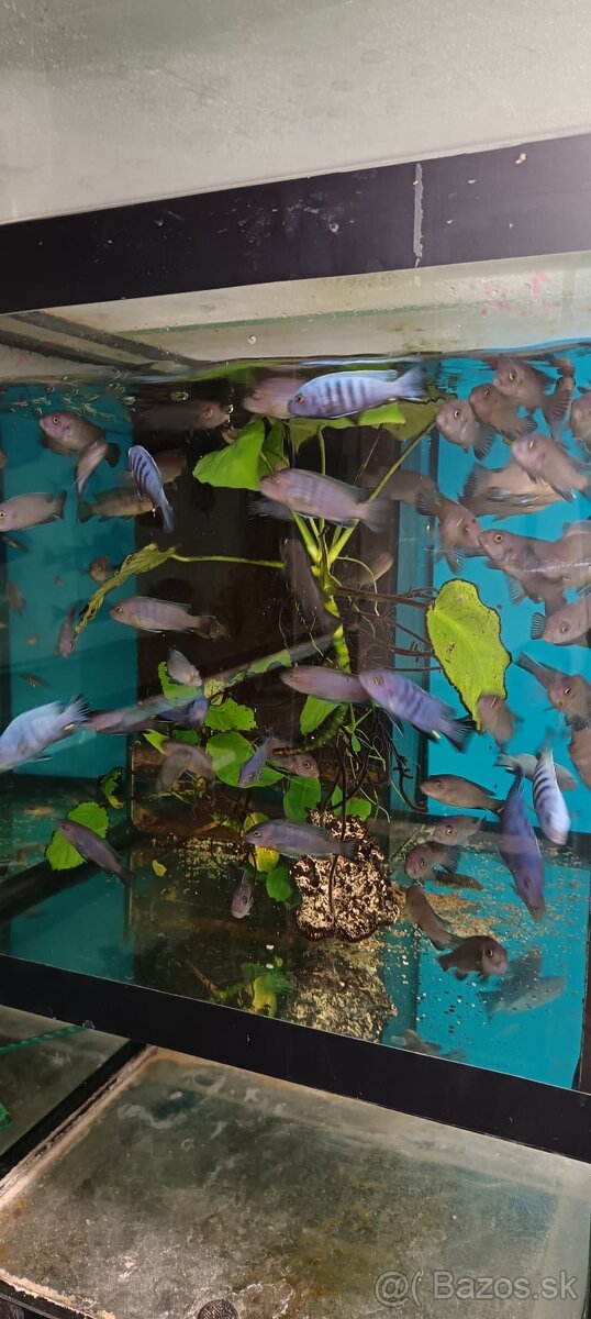 Malawi - 6