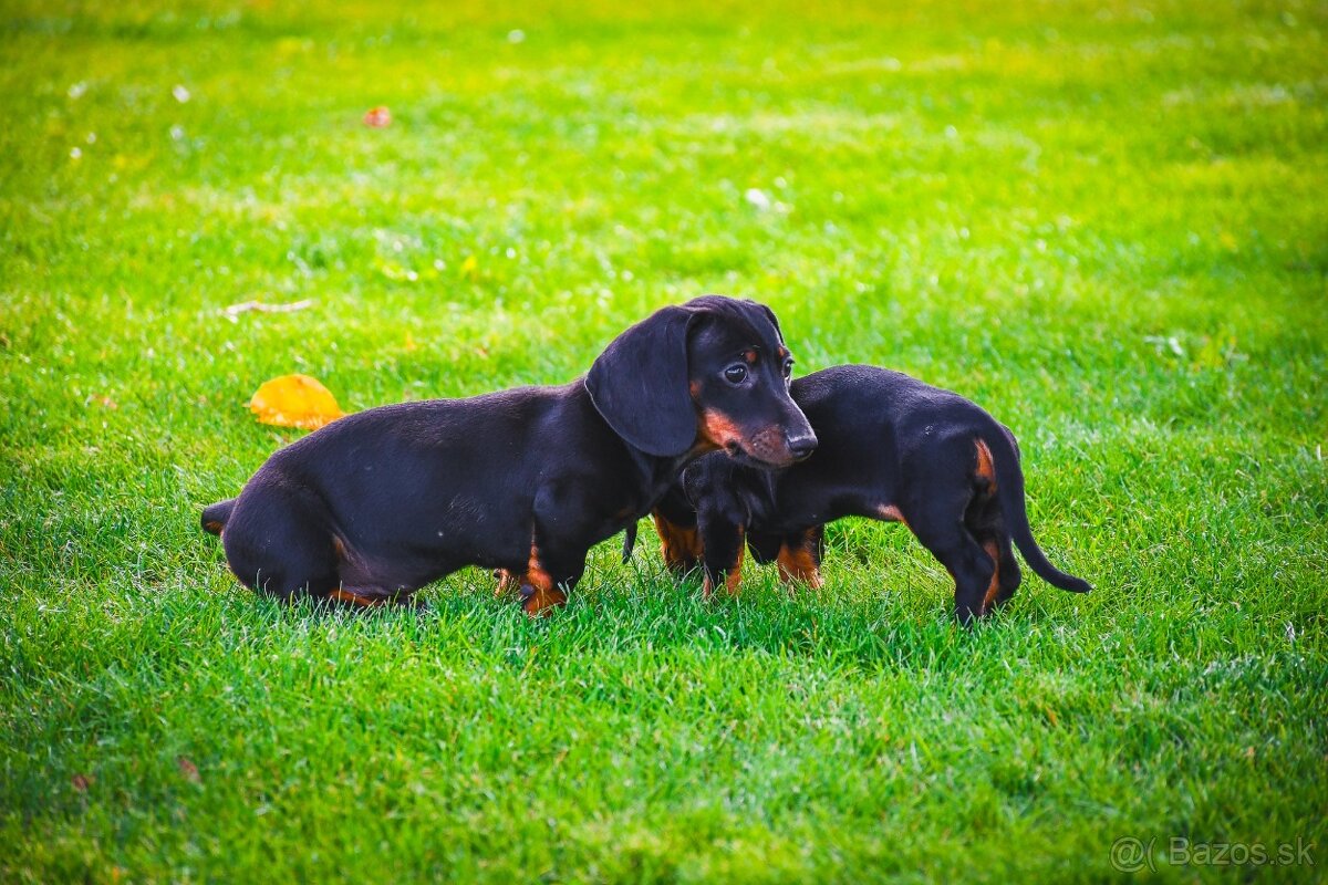 Jazvecik kratkosrsty trpaslici - 6