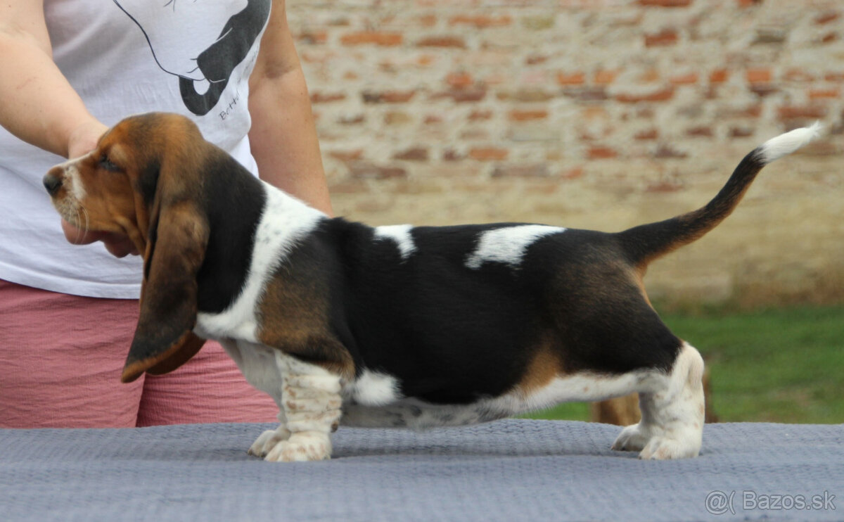 Basset hound - holčička Dulcibella s PP - 6