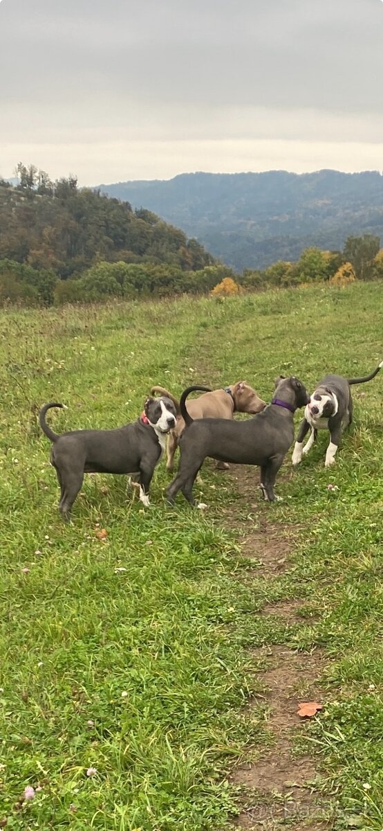 American Bully XL - 6