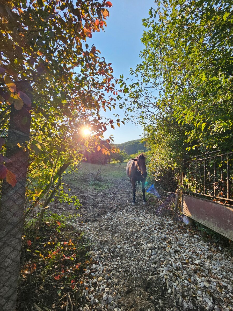 ustajnenie koni, vychadzky vodenie pre deti - 6