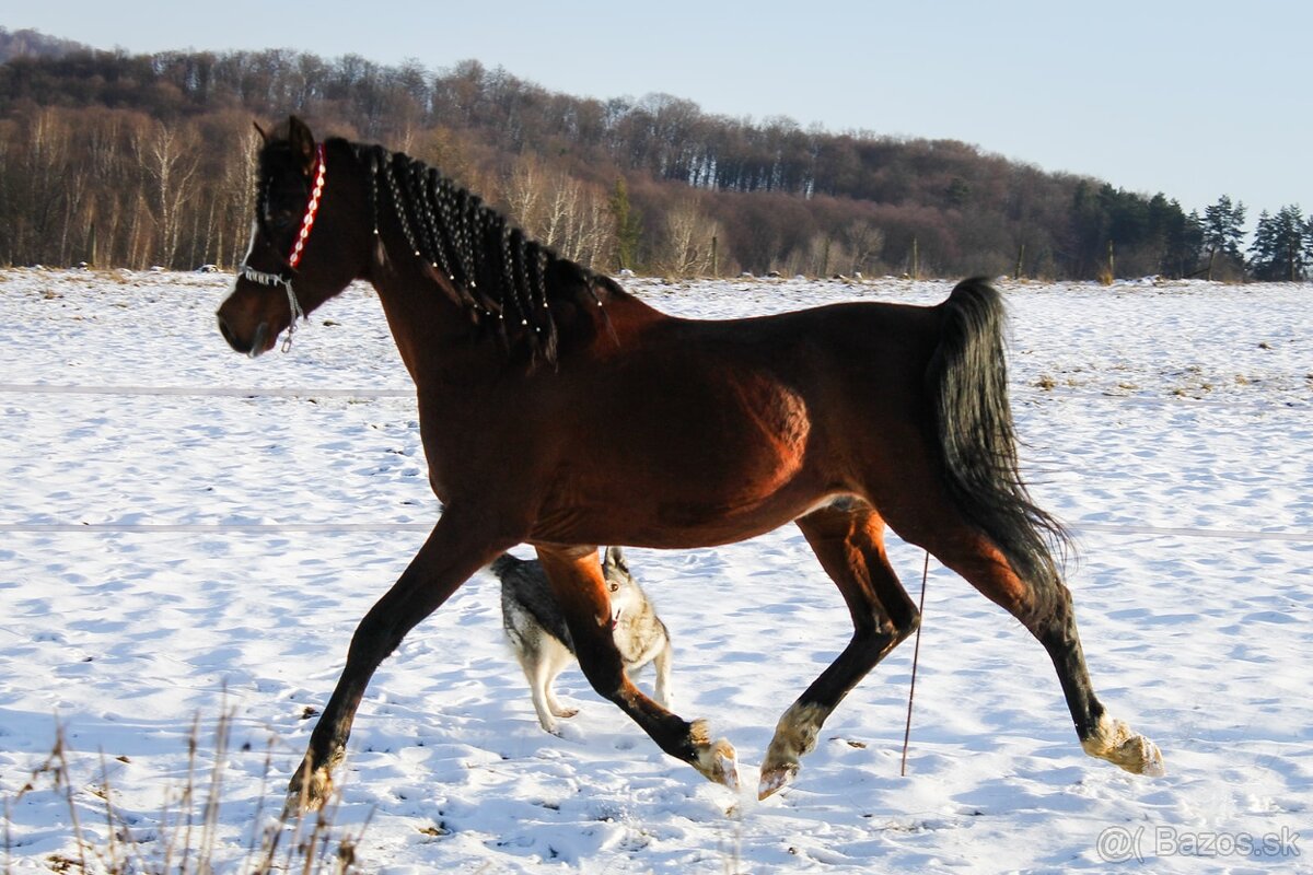 Pripúšťanie arabský plnokrvník - 6