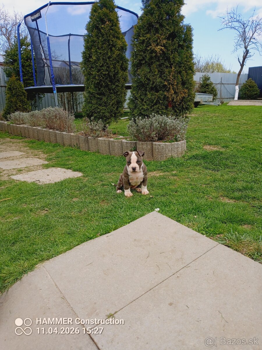 Americký Staforčírsky teriér , Amstaff - 6