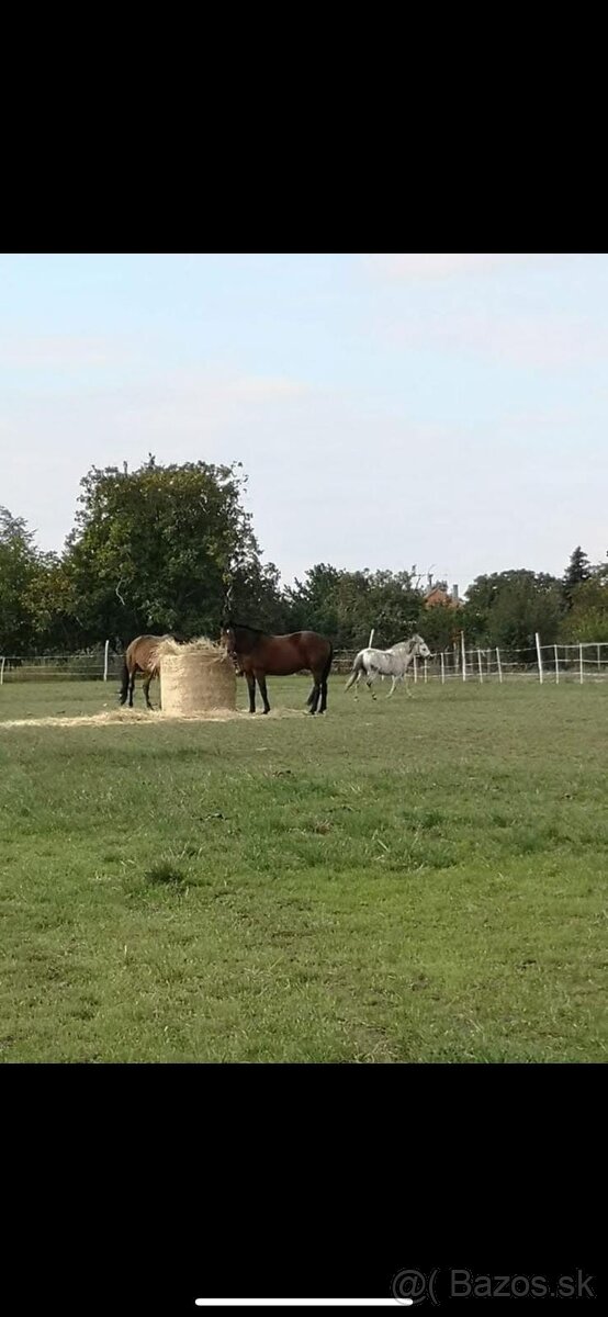 Ponúkam ustajnenie - 6