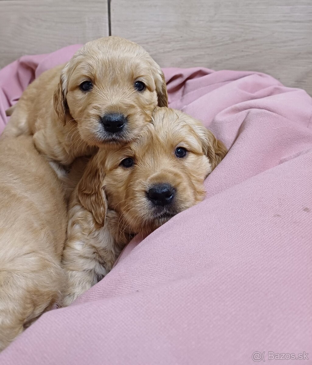 Zlatý retriever - 6