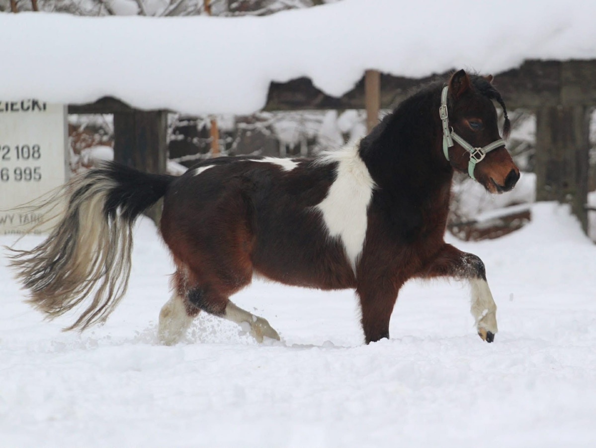 Belgický miniatúrny poník - 6