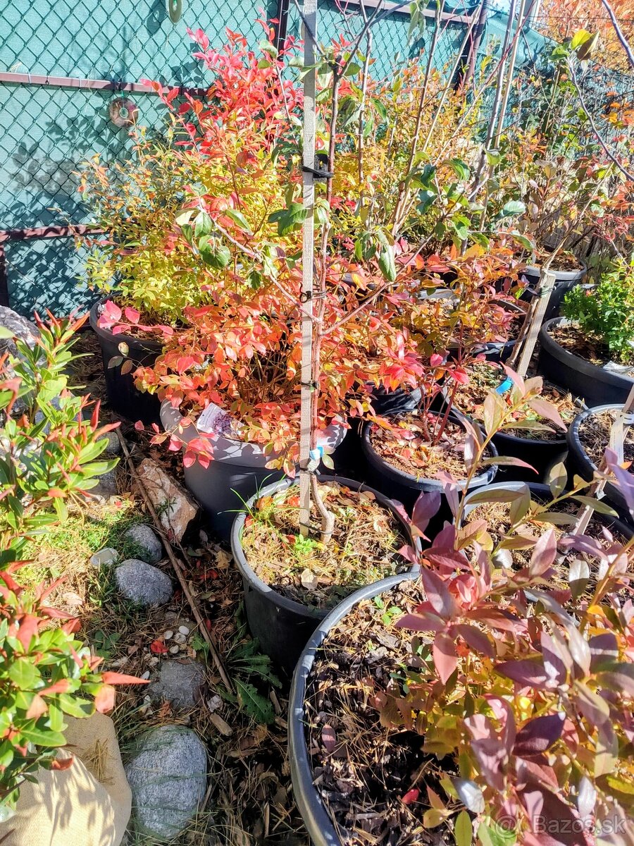 Predám Broskyňa , Marhuľa , Jabloň , Slivka , Hruška, Višňa. - 6