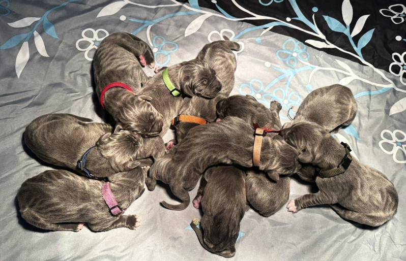 Německá doga modrá s PP - 6