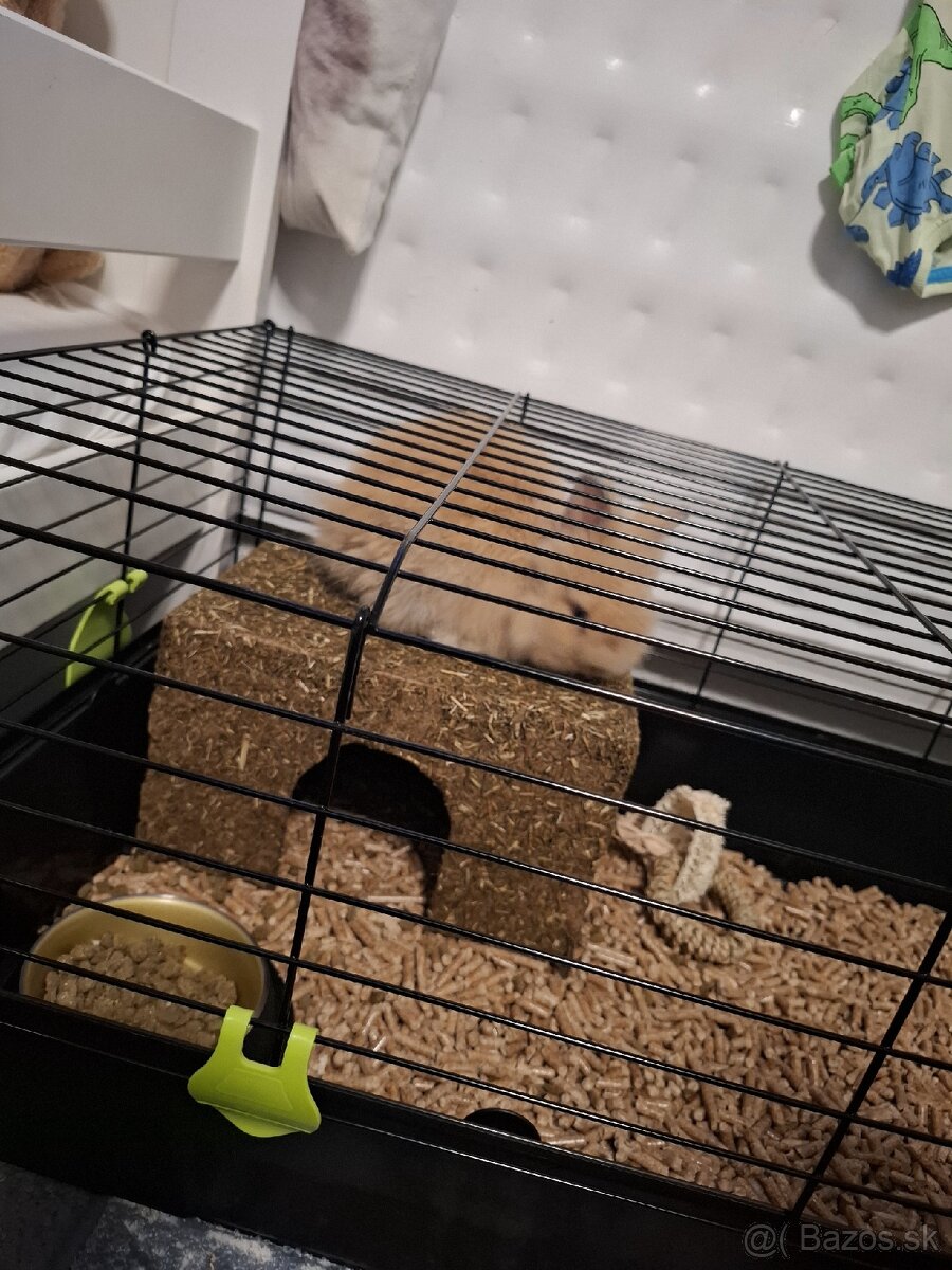 Predám zakrslého zajaca - 6