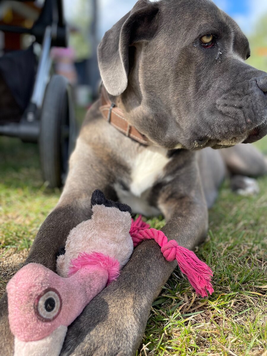 Cane Corso šteniatka - 6