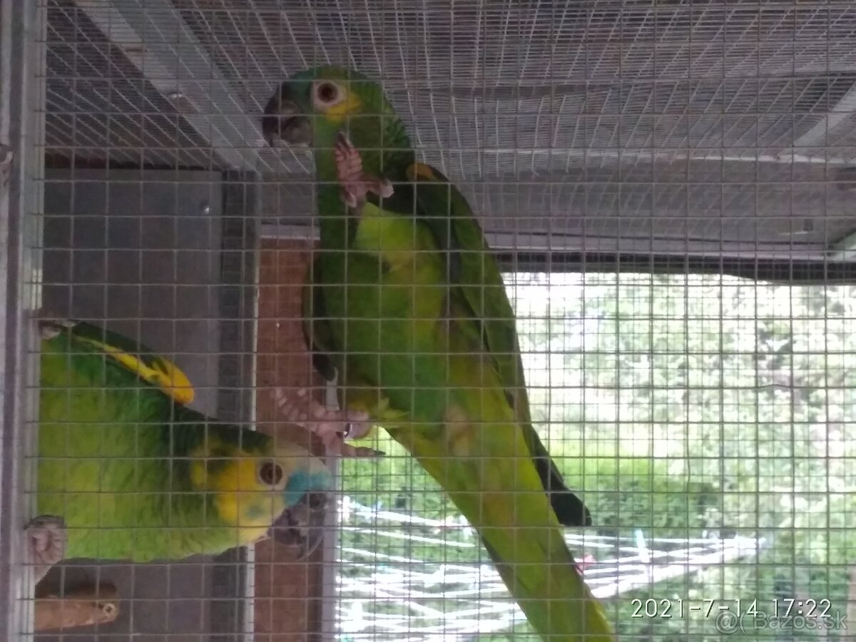 Amazoňan modročelý xanthopteryx. - 6