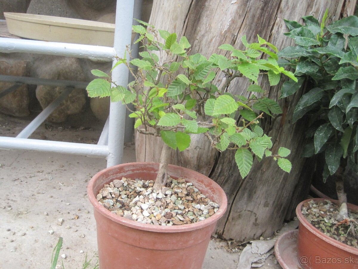 bonsai,bonsaj-hrab 3 shohin - 6