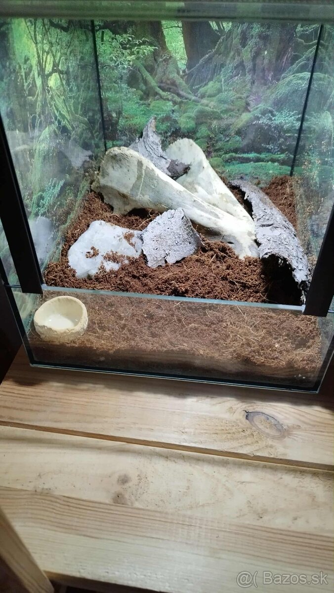 🕷️ Darujem terarium v cene vtackara - 6