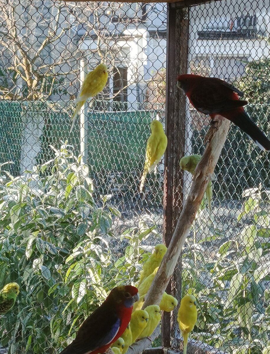 Predám rozely lutino, rubino, penant, andulky - 6