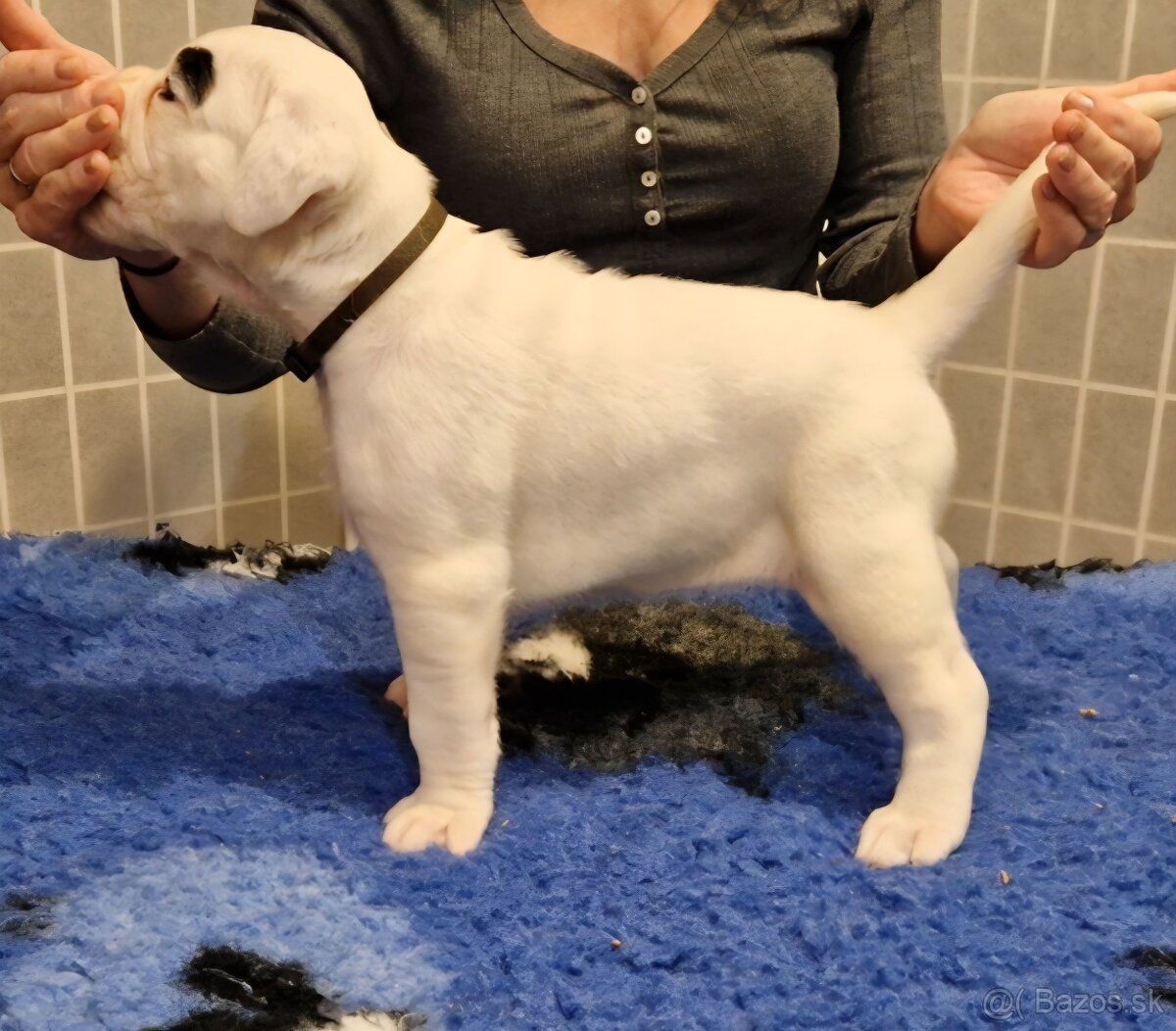 Nemecky boxer s pp - biely psík - 6