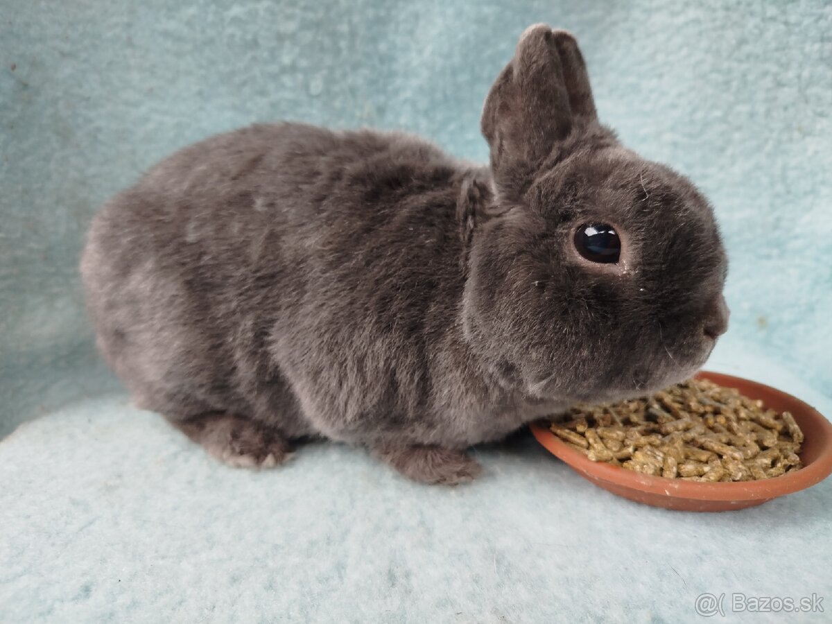 Zakrslý králik - 6