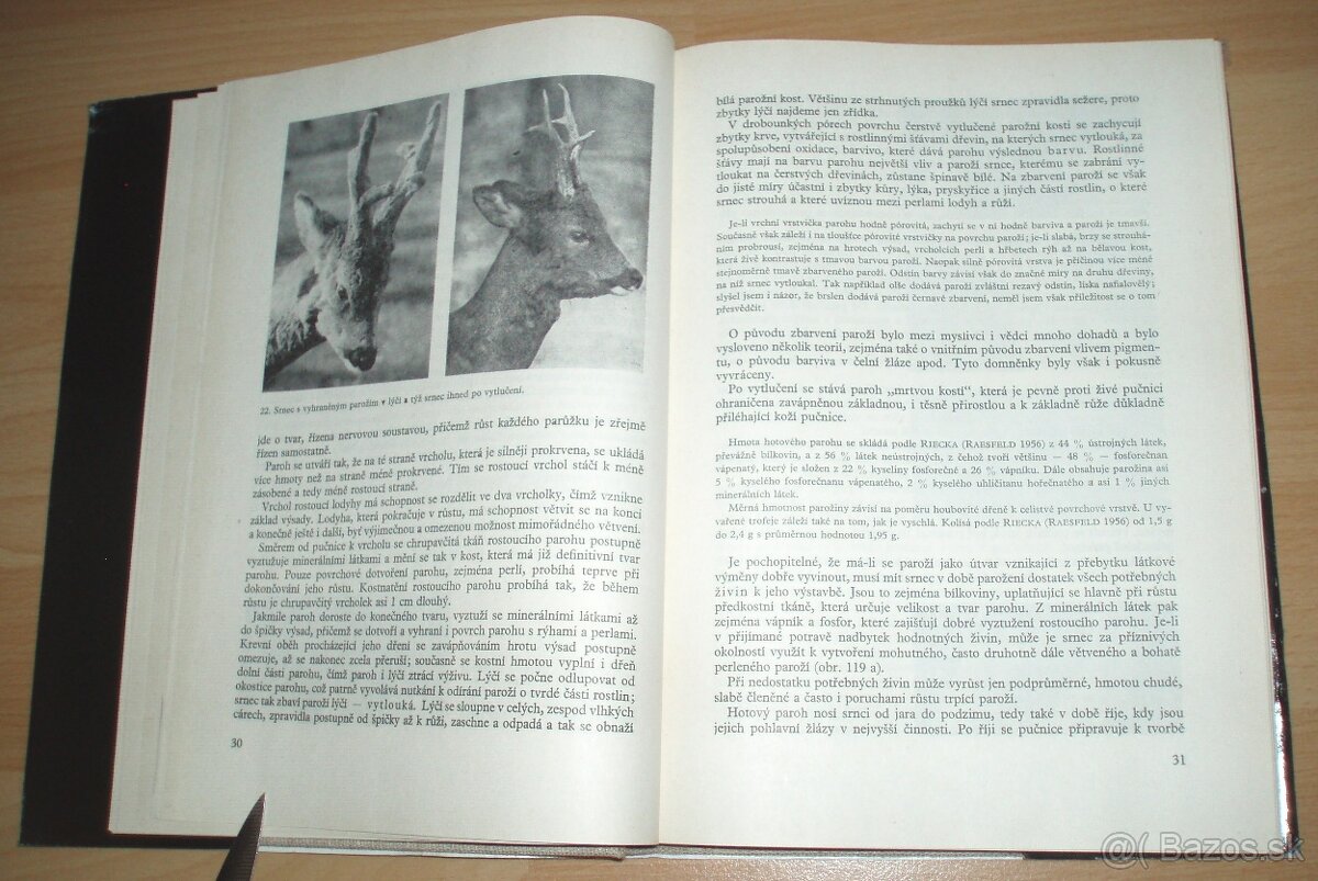 Srnčí zvěř - 6