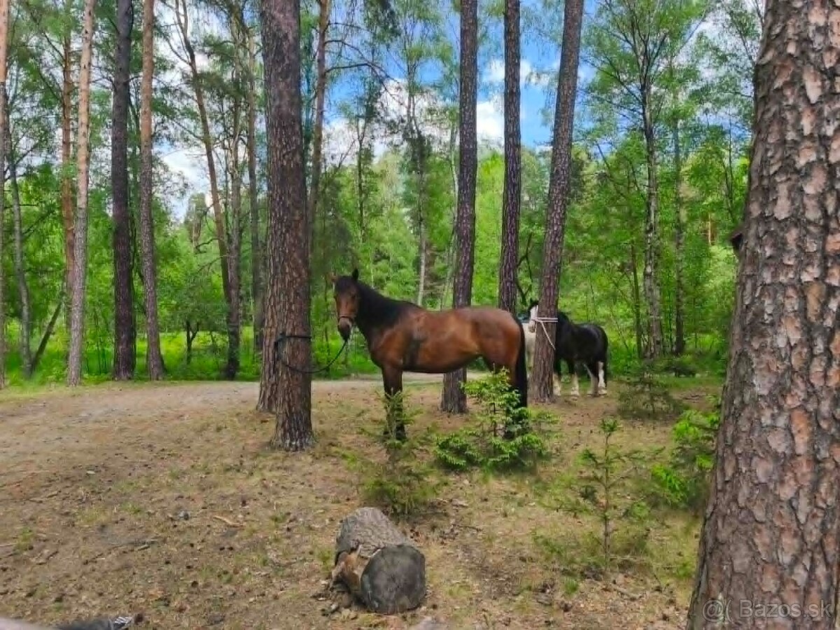 Mladá klisna - 6