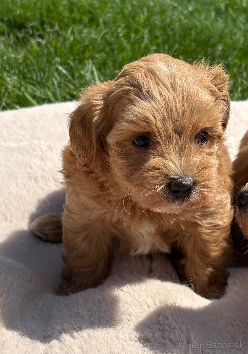 Maltipoo - 6
