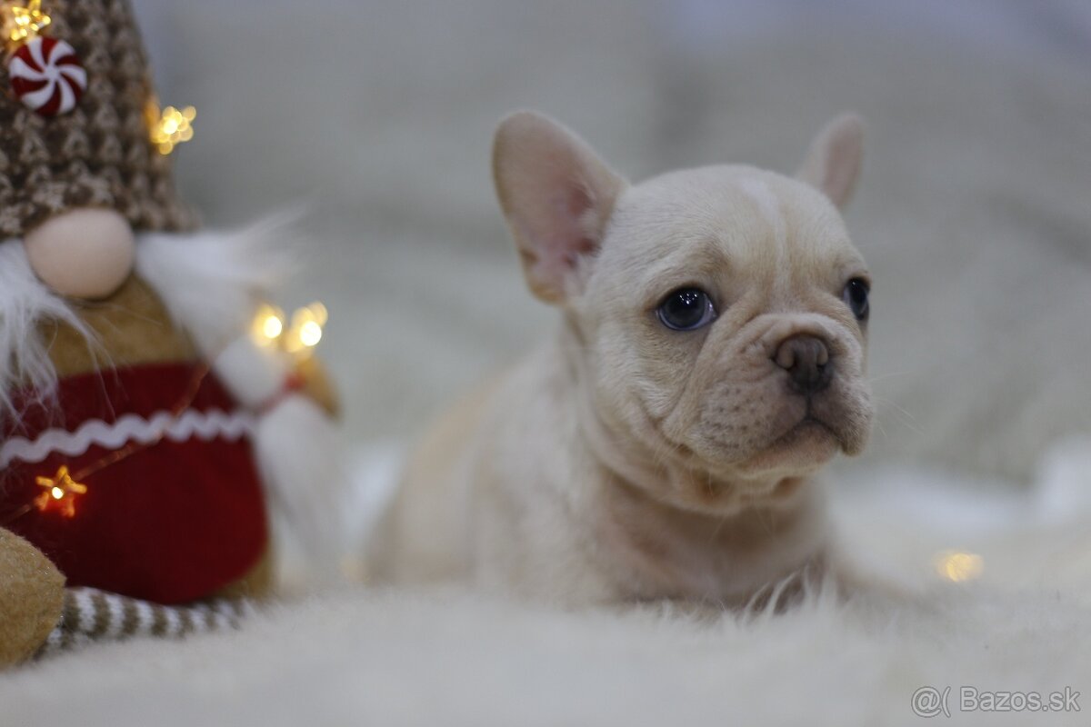 Francúzsky buldoček - 6