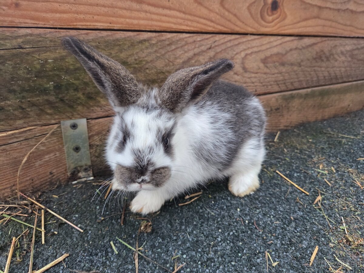 Predám králika - 6
