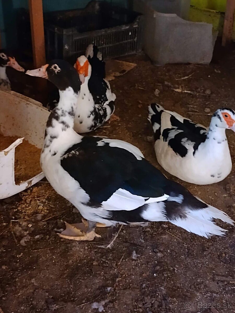 Hydina koza kačky - 6