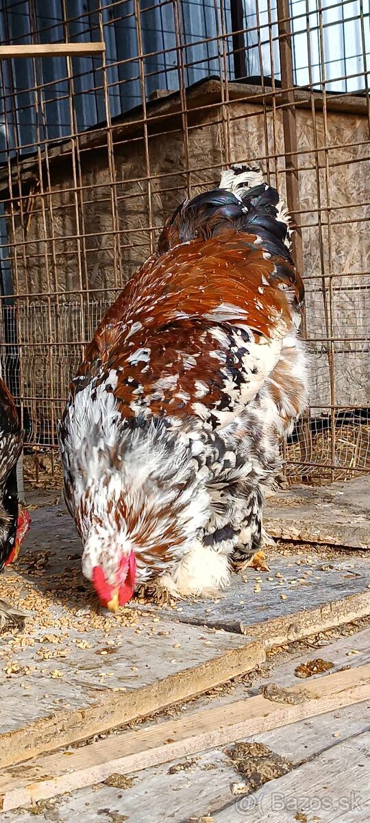 Brahmanka Pocelán - 6