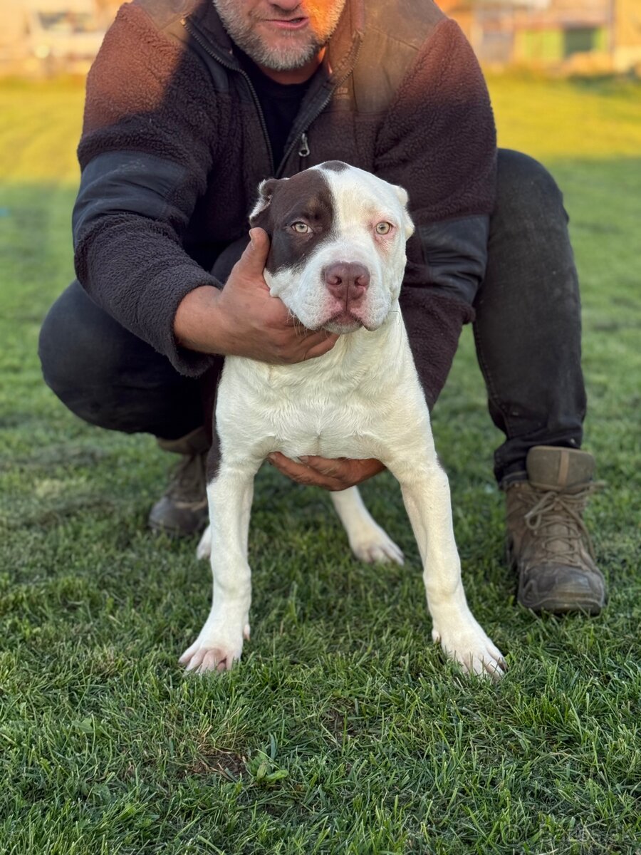 American Bully xl - 6