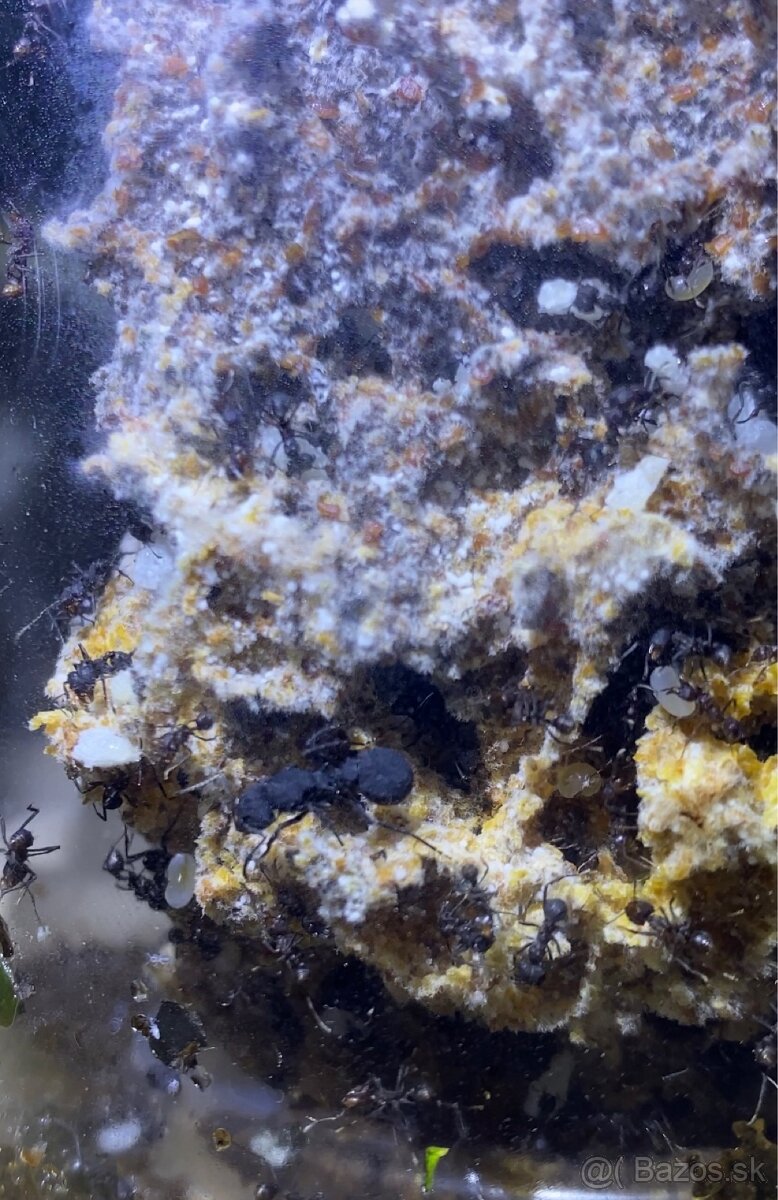 Acromyrmex lundii-Listorezné mravce - 6