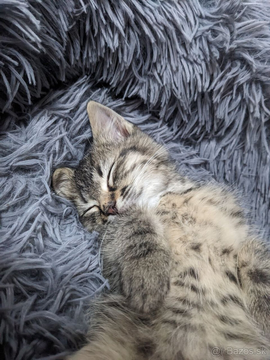 maly tigrik Imro - 6